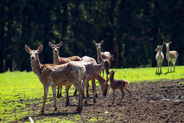 Herten in het wildpark