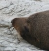 Zeehond bij Kaikoura