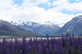 Lupinevelden in de omgeving van Arthurs Pass